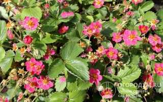 Клубника брайтон описание сорта фото отзывы садоводов