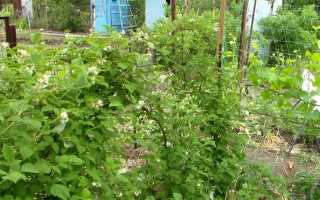 Малина Бальзам: описание сорта, фото, отзывы, посадка и уход