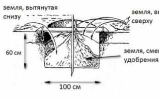 Нужны ли саженцам плодовых деревьев посадочные ямы?