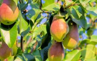 Характеристика груши сорта Санта Мария