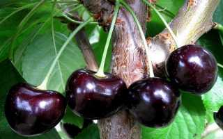 Дайбера чёрная — проверенный сорт в черешневом саду