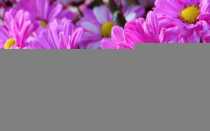 Правила выращивания ромашковых хризантем