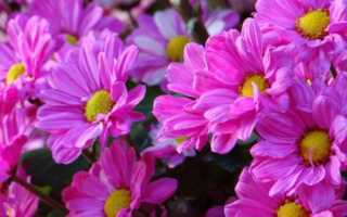 Правила выращивания ромашковых хризантем