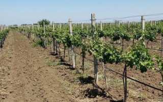 Описание винограда сорта Виктор-2 или Симпатия, посадка и выращивание