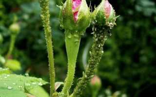 Тля на розах — чем обработать цветы, народные и химические средства борьбы с тлей