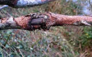 Описание и лечение черного рака яблони – правильное лечение и уход за деревом