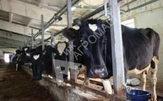 Итого: удой коровы за март составил 556 кг молока.