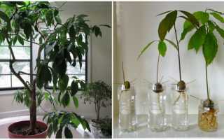 Как пересадить авокадо из одного горшка в другой