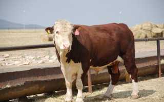 Особенности Герефордской породы