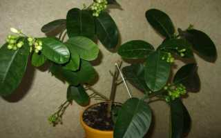 Пять причин, почему не плодоносит лимон