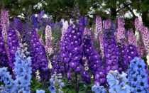 Живокость полевая — описание растения, состав и применение в народной медицине (100 фото)