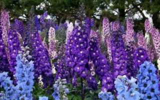 Живокость полевая — описание растения, состав и применение в народной медицине (100 фото)