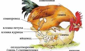 Инфекционный бронхит кур у цыплят-бройлеров и его профилактика вакциной Пулвак IB Праймер