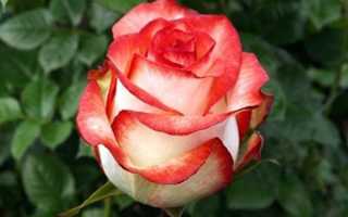 Описание и характеристики роз сорта Блаш, тонкости выращивания