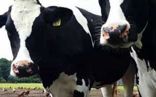 Основные правила организации и проведения пастбищного периода содержания крупного рогатого скота