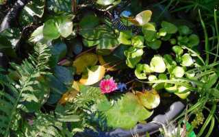 10 вопросов о выращивании водяной лилии, или нимфеи