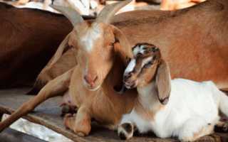 Инфекционные и незаразные болезни коз и их симптомы