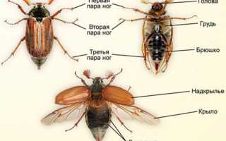 Гортензия черешковая: фото вьющейся лианы, лучшие сорта, посадка и уход в открытом грунте