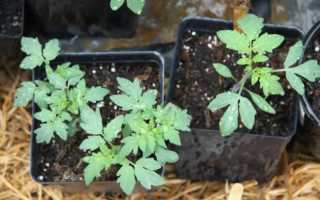 Почему на огурцах желтые пятна на листьях: что делать, чем лечить в открытом грунте, народные средства