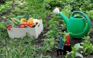 Севооборот овощных культур на дачном участке. Что после чего можно сажать?