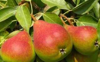 Груша Северянка: морозоустойчивый сорт, требующий минимум ухода