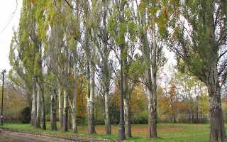 Черный тополь-осокорь. Свойства древесины. Полезные свойства