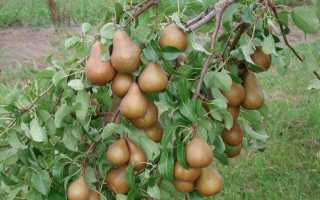 Груша — сорта для выращивания на даче и не только