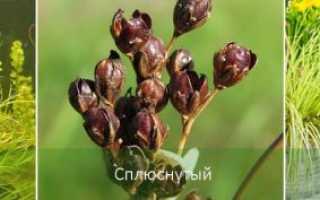 Ситник или джункус: любитель болот и эпатажный красавец