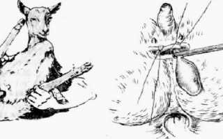 Кастрация баранов бескровными способами