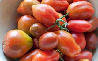 Томат Новогодний — описание и характеристика сорта