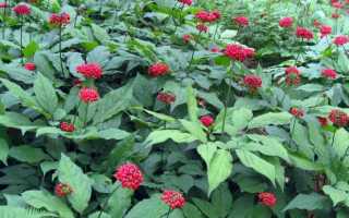 Женьшень: где растет в России, полезные свойства и противопоказания