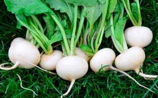 Редька белая – витаминный корнеплод с лечебным эффектом