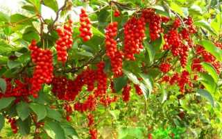 Лимонник китайский — амурский лекарь: посадка и уход в подмосковье и средней полосе