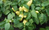 Перец Бонета: описание, фото, отзывы