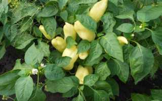 Перец Бонета: описание, фото, отзывы