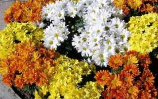 Какие особенности имеет хризантема бакарди