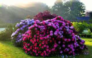 Уход и посадка рододендронов в Ленинградской области