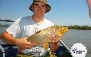 Состав Сазан