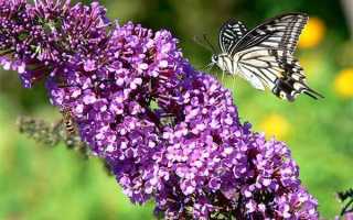 Уход за будлеей осенью подготовка к зиме