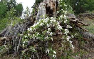 Княжик сибирский — полезные свойства, описание