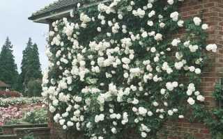 Выращивание плетистой розы и топ-10 сортов, посадка и уход в открытом грунте