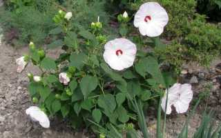 Гибискус болотный – многолетний вечнозеленый кустарник в Вашем саду!