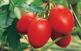 Описание томата Паленка, особенности его выращивания