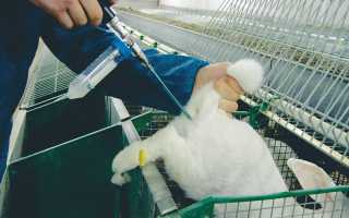 ИСКУССТВЕННОЕ ОСЕМЕНЕНИЕ КРОЛЬЧИХ