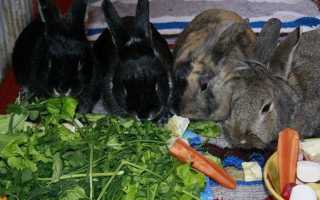 Плоды каштана и жёлуди дуба в рационе питания крупного и мелкого рогатого скота, свиней, кроликов и птиц.