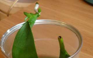 Новая орхидея из корня: секреты размножения цветка воздушными и обычными корешками