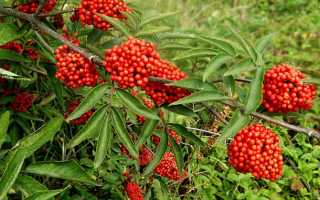 Ягода красная бузина