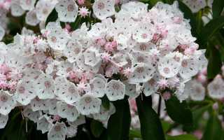 Кальмия широколистная Посадка и уход в Подмосковье и средней полосе Фото сортов