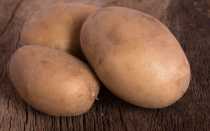 Описание сорта картофеля Вектор особенности выращивания и урожайность