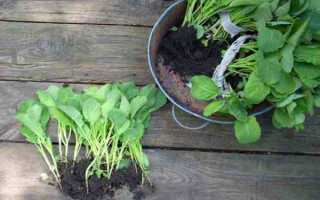 Сорт капусты Слава: описание, секреты успешного выращивания